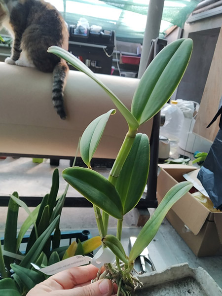 Cattleya amethystoglossa (semi alba 'Tedesco' x albescens 'Itapebi').jpg