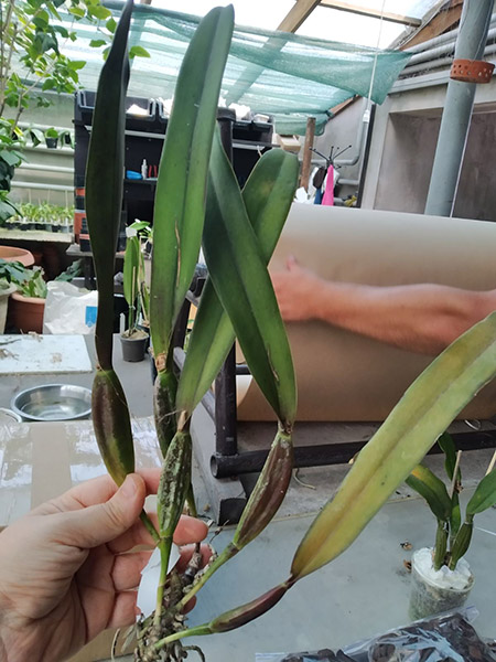 Laelia perrinii concolor 'AWZ' x Laelia perrinii concolor 'HG'.jpg