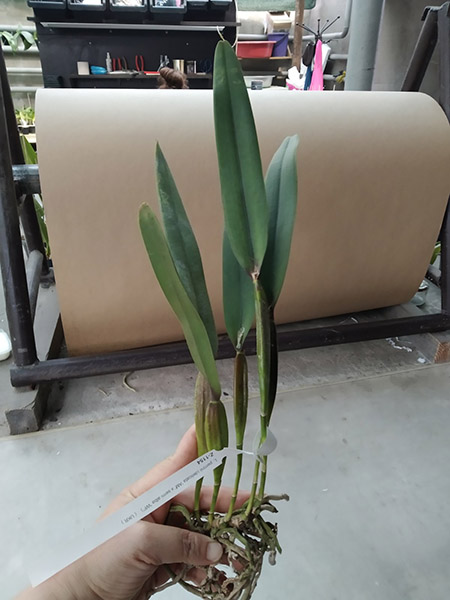 Laelia perrini delicata 'AM' XXXX x Laelia perrini semi alba 'WF'.jpg