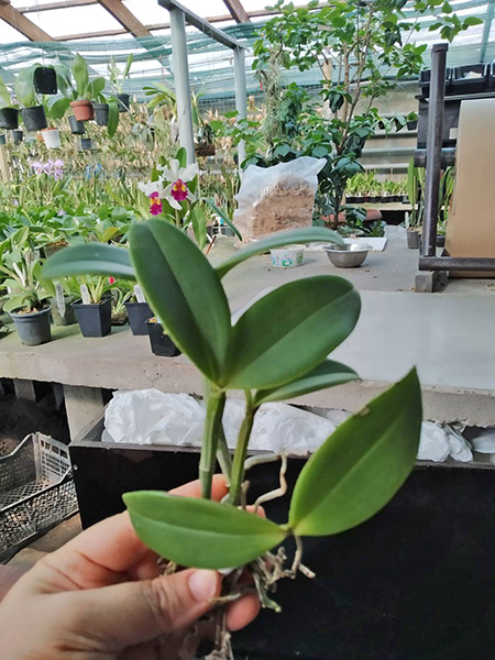 Cattleya schofieldiana ('943' x amarela 'Eldorado').jpg