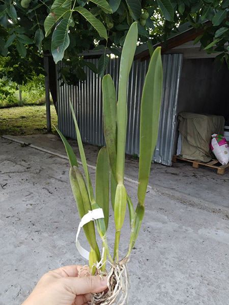 Laelia perrinii concolor 'HG' x SELF.jpg