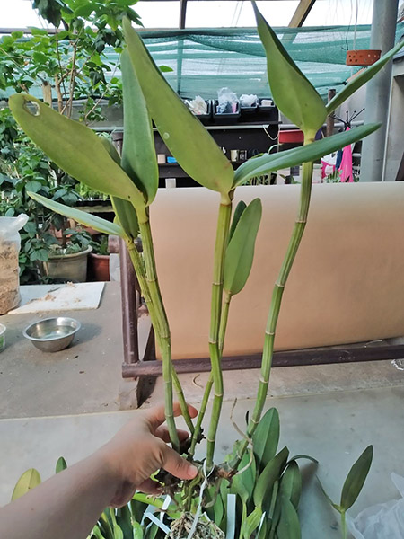 Cattleya harrisoniana var trilabelo.jpg