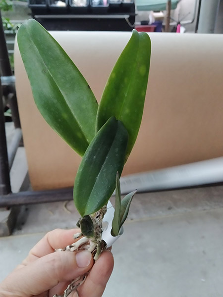 Cattleya labiata (escura 'Lua Cheia' x rubra 'Superba').jpg