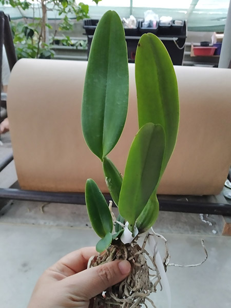 Cattleya labiata (amesiana 'Pedra Azul' x tipo).jpg