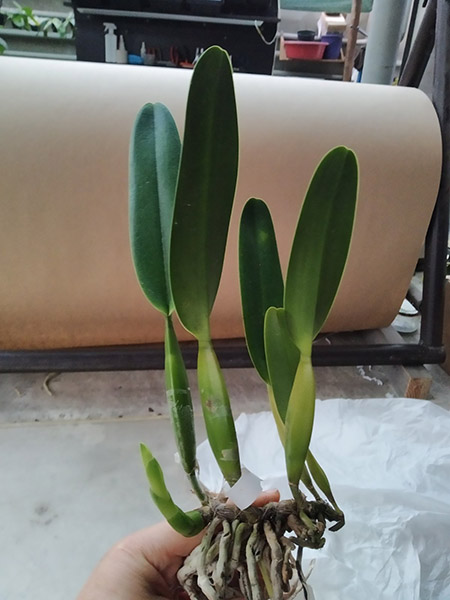 Laelia purpurata werkhauseri x Laelia purpurata werkhauseri striata.jpg