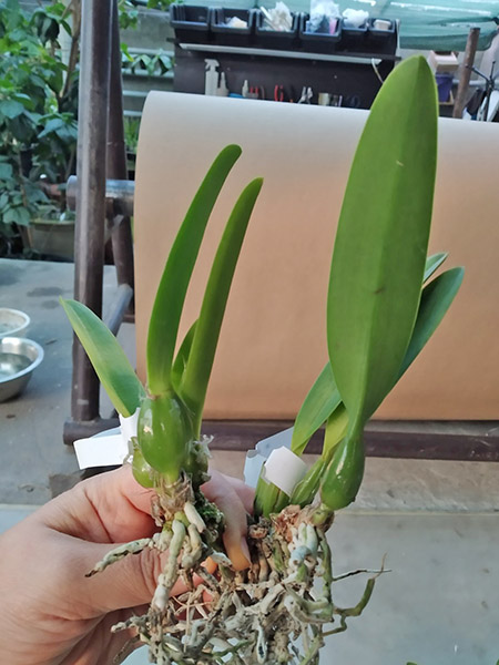 Cattleya percivaliana ('Summit -Mutant' x 'Thiago').jpg