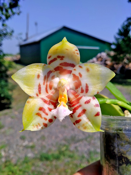 Phalaenopsis (Princess Kaiulani x Corning’s Violet) x (Yaphon Sir x Hannover Passion).jpg