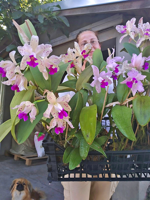 Cattleya amethystoglossa.jpg