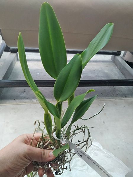 Laelia praestans alba x Cattleya warneri suavissima 'Ricardo Bells'.jpg