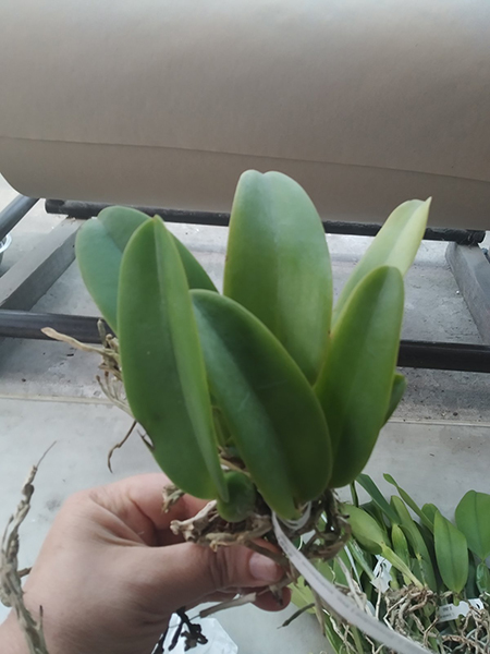 Cattleya warneri amesiana 'Santa Leopoldina' x SELF.jpg