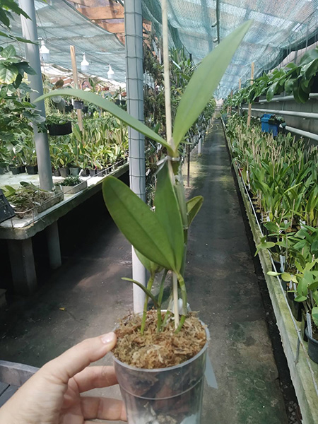 Cattleya velutina (amarela 'Schultz' x 'Santa Teresa').jpg