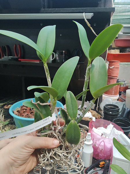 Cattleya leopoldii (trilabelo 'JP86' x albina 'Alegria').jpg