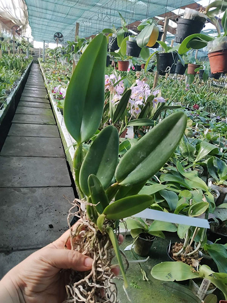 Cattleya labiata ('Perola Rubra' x semi alba 'Marina').jpg