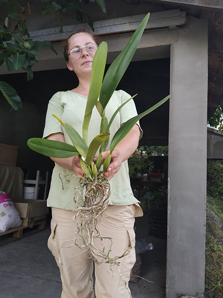 Cattleya mendelli concolor 'Bucaramanga' x SELF.jpg