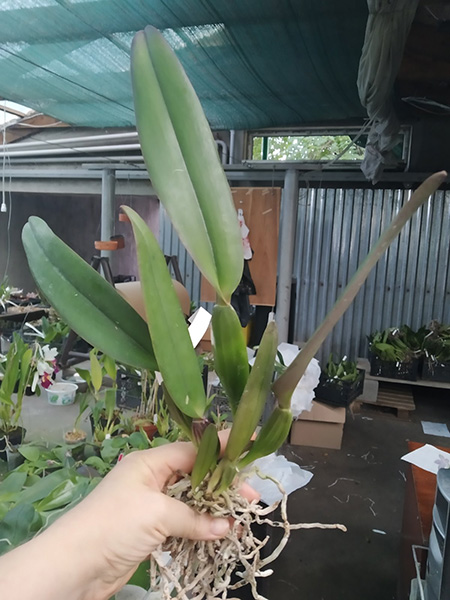 Cattleya labiata (tipo 'Super' x roxo bispo 'Urbano').jpg