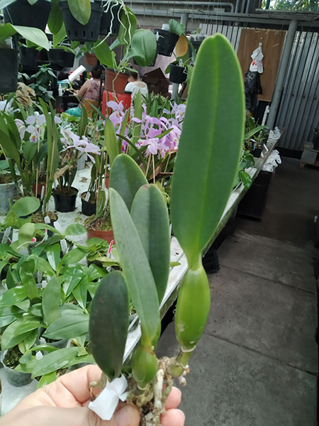 Cattleya percivaliana ('Albert's' x 'Summit-Mutant').jpg