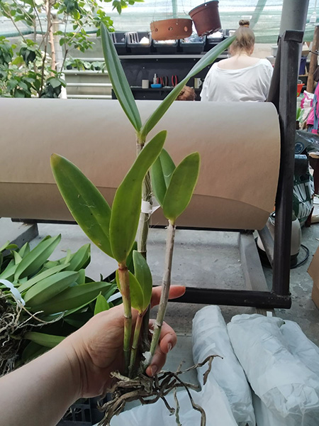 Cattleya bicolor tipo 'Nilton' x bicolor tipo 'Caliman'.jpg