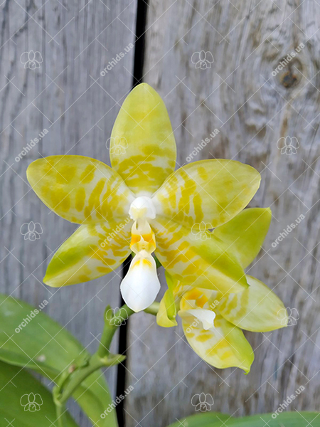 Phalaenopsis Yaphon 'Yellow Story' x Nobby's 'Doctor Chu'.jpg