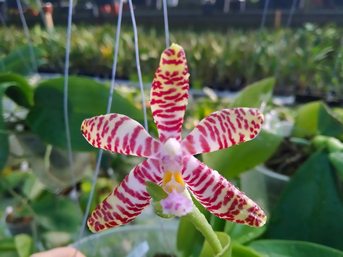 Phalaenopsis Joey 'Yu Fu' x Kung's Red Cherry 'Jon'.jpg