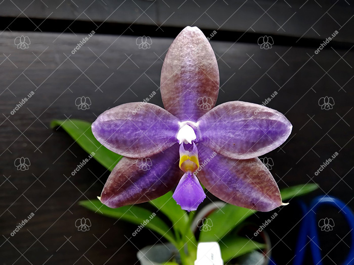 Phalaenopsis (YangYang Blue Angel x lueddemanniana coerulea).jpg