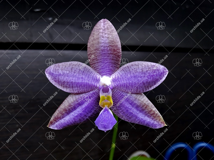 Phalaenopsis (YangYang Blue Angel x lueddemanniana coerulea).jpg