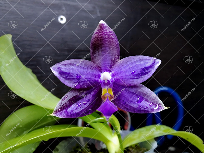 Phalaenopsis violacea indigo x lueddemanniana blue.jpg