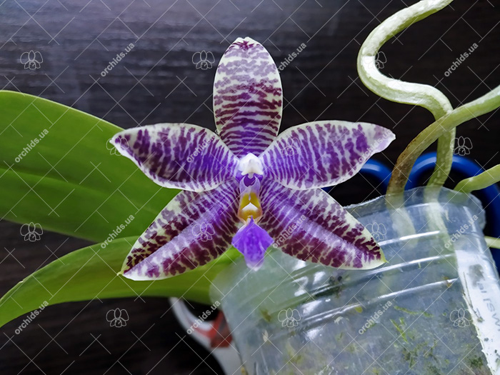 Phalaenopsis SWR GV X lueddemanniana blue.jpg
