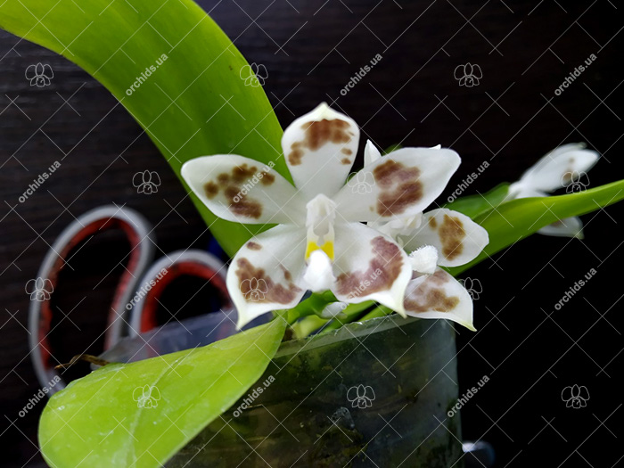 Phalaenopsis speciosa 'Blue' x speciosa' Blue Spot'.jpg