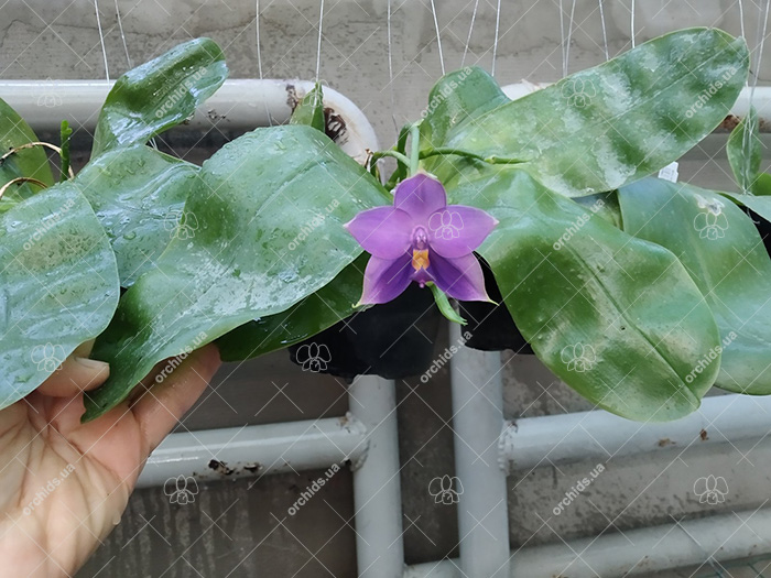 Phalaenopsis Samera 'Blue'.jpg