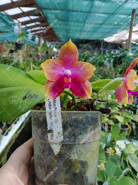 Phalaenopsis Mituo Prince 'Bb' x Lyndon Reflex 'Mituo #1'.jpg