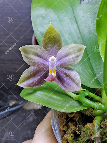 Phalaenopsis Mituo Princess 'Black Beauty' x (speciosa x Mituo Prince) 'Taro purple'.jpg