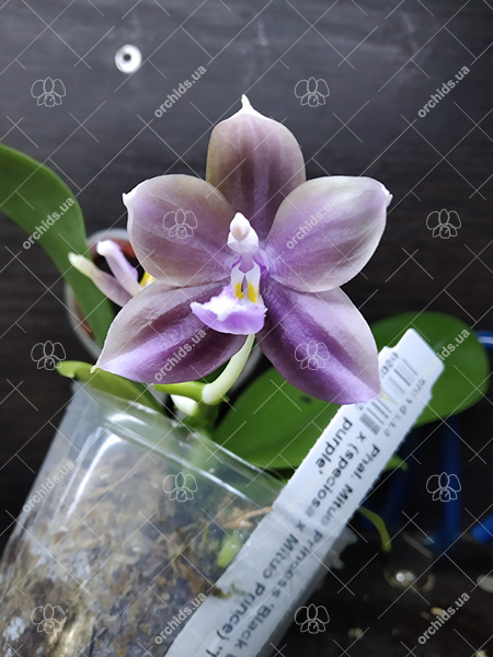 Phalaenopsis Mituo Princess 'Black Beauty' x (speciosa x Mituo Prince) 'Taro purple'.jpg