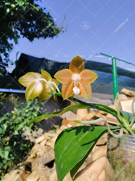 Phalaenopsis venosa.jpg