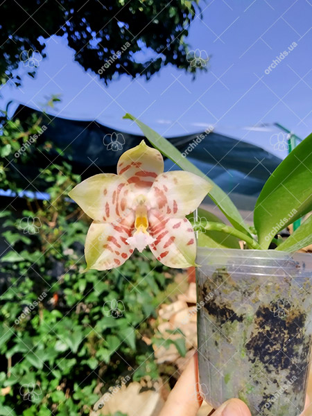 Phalaenopsis (Princess Kaiulani x Corning’s Violet) x (Yaphon Sir x Hannover Passion).jpg
