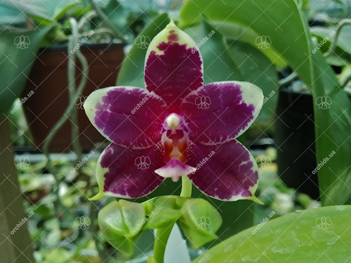 Phalaenopsis Mituo Kaiulani Eagle x (Samera-Singher Pure Love).jpg