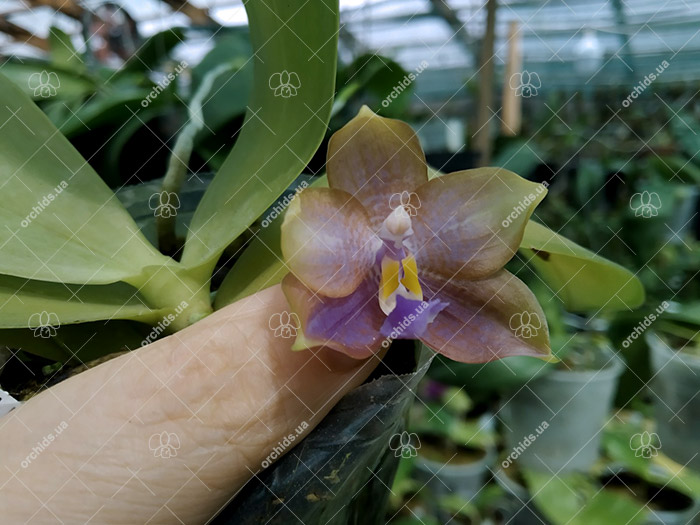 Phalaenopsis gigantea 'M-1' x Mituo Reflex Dragon 'B-2'.jpg