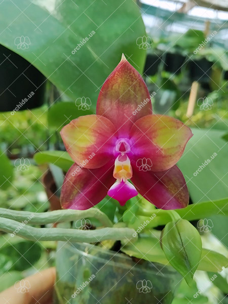 Phalaenopsis Mituo Love 'Rainbow-520'.jpg