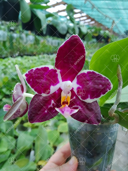 Phalaenopsis YangYang Black Berry.jpg