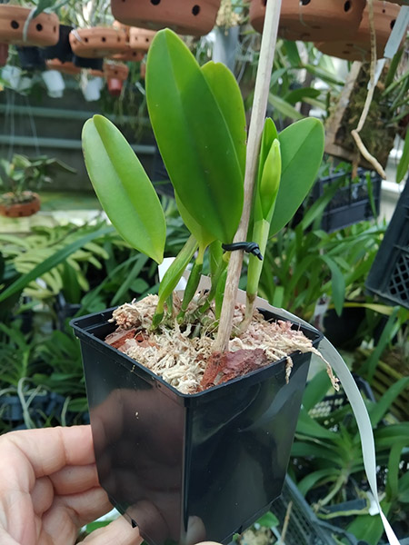 Laelia praestans (rubra 'Boneca' x rubra 'Star Trek').jpg