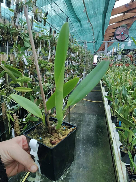 Cattleya mossiae semi alba ('Pica pau' x 'Gigante').jpg