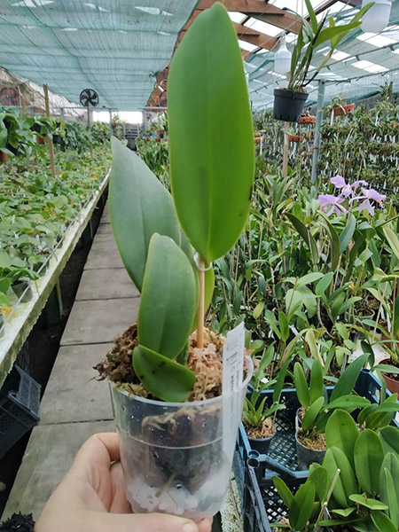 Cattleya warneri escura 'Erico' XXX x Cattleya warneri rosea 'Erico'.jpg