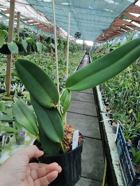 Cattleya warneri 'Friagem' х XXX.jpg