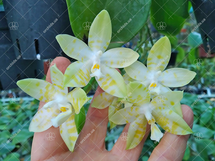 Phalaenopsis Yaphon Goodness (Yaphon Gem 'Yaphon' x amboinensis flava).jpg