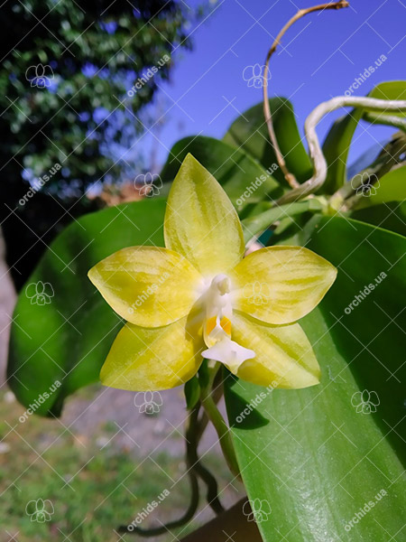 Phalaenopsis Yaphon 'Yellow Story' x Yaphon 'Yellow Bomb'.jpg