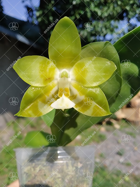 Phalaenopsis Yaphon 'Yellow Story' x Yaphon 'Yellow Bomb'.jpg