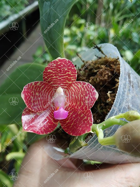 Phalaenopsis gigantea 'MS' x (Ld's Bear King x javanica) Red.jpg