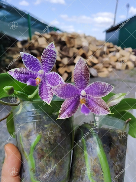 Phalaenopsis SWR GV X lueddemanniana blue.jpg