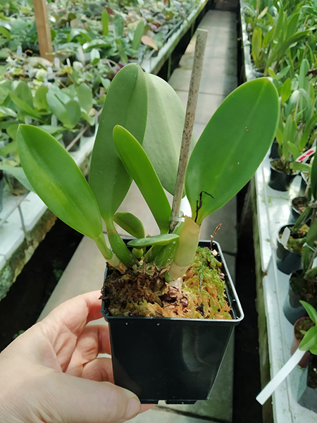 Laelia jongheana ('581' x rosada 'Ouro Preto').jpg