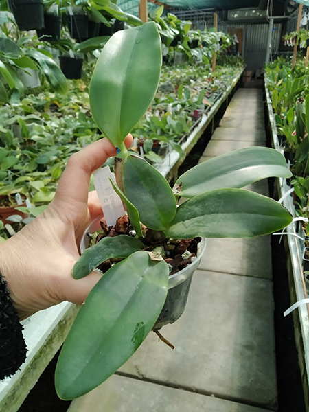 Cattleya Doctor R Schiffmann (Cattleya Callistoglossa x Cattleya mendelii).jpg