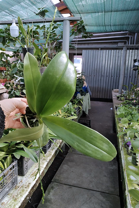 Phalaenopsis mariae.jpg